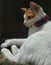 pretty indonesian domestic calico cat