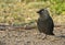 A pretty Jackdaw, Corvus monedula, standing on the ground in a field on one leg.