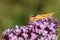 A pretty Jersey Tiger Moth, Euplagia quadripunctaria, feeding on a Buddleia flower.