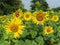 Pretty July Sunflowers in Maryland