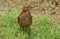 A pretty juvenile Blackbird Turdus merula hunting for worms in the grass.