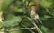 A pretty juvenile Goldcrest Regulus regulus perching on a branch in a tree. It is hunting for insects to eat.