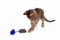 Pretty kitten is played with a blue and gray toy mouse on white background