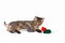 Pretty kitten is played with a red, gray and green toy mouse on white background