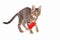 Pretty kitten is played with a red toy mouse on white background