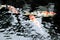 Pretty koi fishes in clear water