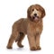 Pretty Labradoodle / Cobberdog on white