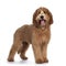 Pretty Labradoodle / Cobberdog on white