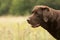 Pretty labrador dog