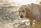 Pretty labrador retriever dog active outside by a lake in the back light in autumn