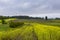 Pretty landscape with fields of yellow mustard flowers and rows of vegetables