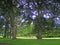 Pretty landscape of giant cedars in a garden tete d`or, Lyon, France