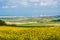 pretty landscape with rapeseed fields and the port of the city of Calais in the background