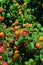 Pretty lantana bush in flower, Portugal.