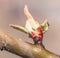 Pretty large bud on tree