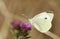 A pretty Large White Butterfly Pieris brassicae nectaring on a pretty Knapweed flower Centaurea nigra.