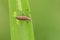 A pretty Leaf Beetle Plateumaris sericea perched on a reed.