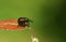 A pretty Leaf rolling weevil Byctiscus populi perching on a leaf.