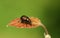 A pretty Leaf rolling weevil Byctiscus populi perching on a leaf.