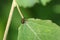 A pretty Leaf rolling weevil Byctiscus populi perching on a leaf.