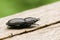 A pretty Lesser Stag Beetle Dorcus parallelipipedus perchng on a log in a wooded area.