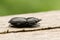 A pretty Lesser Stag Beetle Dorcus parallelipipedus perchng on a log in a wooded area.