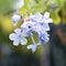 Pretty Light Blue Pumbago Flowers