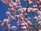 Pretty light pink cherry blossom flowers blooming in Vancouver 2019