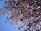 Pretty light pink cherry blossom flowers blooming in Vancouver 2019