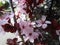 Pretty light pink cherry blossom flowers blooming in Vancouver 2019