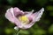 Pretty Lilac and Purple Bread seed Poppy Flower in the wind on a green spring garden. Gentle movements in the spring breeze