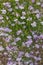 Pretty lilac and purple Lobelia flowers (Lobelias) in bloom. Selective focus