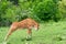 Pretty little calf standing.