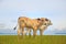 Pretty little calf standing alone in green pasture