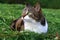 A pretty little cat lying curiously in the mowed grass