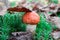 Pretty little edible mushroom under an aspen leaf in the autumn forest. Delicious mushroom orange-cap boletus red