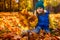 Pretty little girl with collected autumnal maple leaves bouquet cutely smiles looking at camera sitting among golden fallen leaves