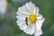 Pretty little hoverfly resting on the stamen of a white cosmos flower in natural sunlight