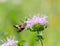 Pretty little moth coming in for some nectar from a purple flower in the field