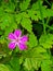 Pretty little pink wildflowers on country walks