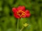 Pretty little red Geum Feuerball flower and bud