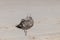 Pretty little shorebird posing for picture on the beach