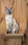 Pretty little tortie point Siamese cat sitting on a post