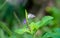 Pretty little white butterfly on a Vervain plant with purple flower.