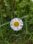 Pretty little white flower