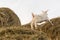 A pretty little white goat jumping on a haystack