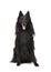 Pretty long haired black belgian shepherd dog called groenendaeler sitting and looking at the camaera isolated on a white