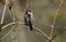 A pretty Long-tailed Tit, Aegithalos caudatus, perching on a branch of a tree in springtime.