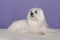 Pretty longhaired Maltese dog lying looking away on a purple background