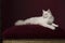 Pretty longhaired white Ragdoll cat with blue eyes lying on a burgundy red cushion on a burgundy red background in a classic look